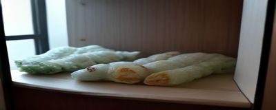哔哩哔哩免费动漫新番首播预告，展示日系动漫风格画面与角色设计